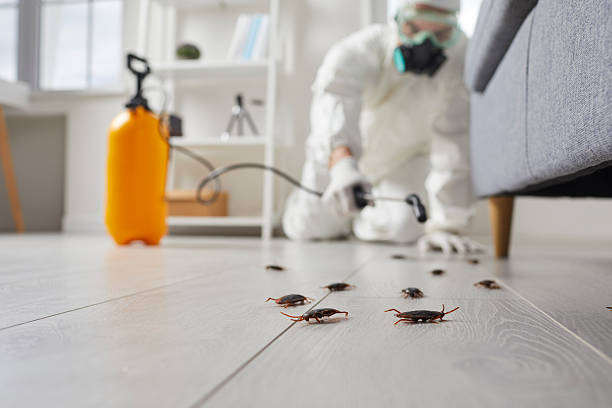 Commercial Kitchen Cockroach Control in Malaga